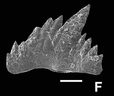 https://files.geocollections.info/large/02/33/02331af3-f938-42d3-ad5f-566d287b147d.jpg