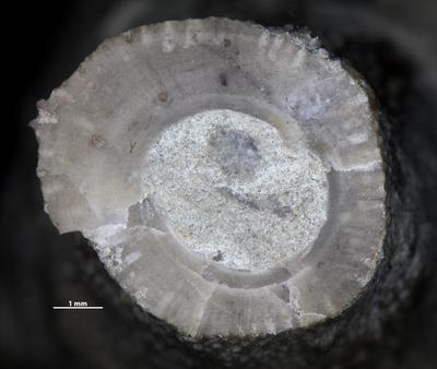 https://files.geocollections.info/large/02/61/026104e5-adb5-467d-bea3-ef5a8e98b13f.jpg