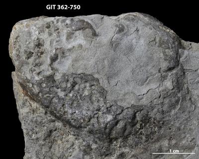 <i></i><br />Ohesaare cliff,  m, Ohesaare Stage