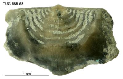 https://files.geocollections.info/large/02/7c/027c8ef5-a2c7-43e6-a88b-77ecac5142ce.jpg