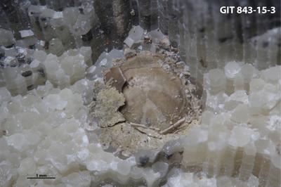 <i>Trypanites isp.</i><br />Saxby shore,  m, Vormsi Stage