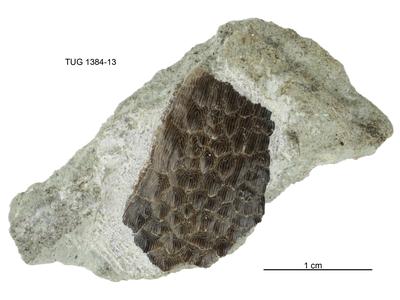 https://files.geocollections.info/large/02/a2/02a290c1-687b-40a6-9711-55702d8ec16f.jpg