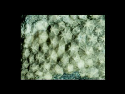 https://files.geocollections.info/large/02/c0/02c0b0c7-4256-4777-b955-a5b5c1b7356c.jpg