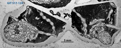 https://files.geocollections.info/large/02/e7/02e78bf8-c4f6-4b65-8ff6-52c10240db85.jpg