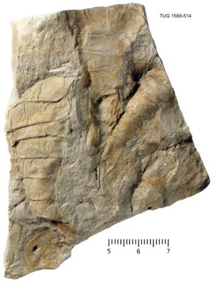 https://files.geocollections.info/large/02/e7/02e7df6e-c0c2-4ff1-b467-5d657f6cd37c.jpg