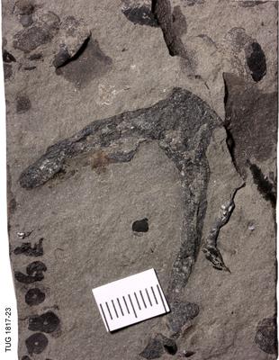 https://files.geocollections.info/large/03/0c/030ca56a-d135-49b7-ad8a-4600a0777759.jpg