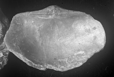 https://files.geocollections.info/large/03/1c/031c7ad5-c994-4670-a546-5946569a5176.jpg