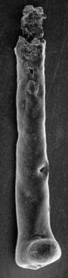 <i><i>Chitinozoa</i> | Conochitina cf. mamilla Laufeld, 1974</i><br />Ninase cliff, 47.90 m, Jaani Stage (197-14)