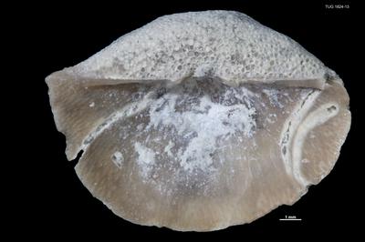 https://files.geocollections.info/large/03/24/0324e5df-6fb7-40e2-834d-42ef1f08d015.jpg