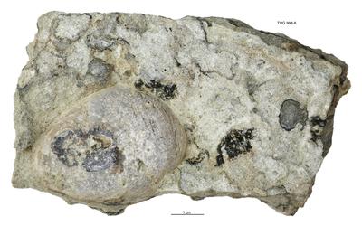 https://files.geocollections.info/large/03/31/0331e3ef-e372-438f-a994-d25770a65969.jpg