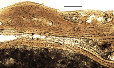 https://files.geocollections.info/large/03/69/0369910f-c135-416d-aaa9-cda79e778e6d.jpg