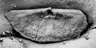 https://files.geocollections.info/large/03/83/0383d5fe-4bcf-4517-a3cb-d5663154b5ac.jpg