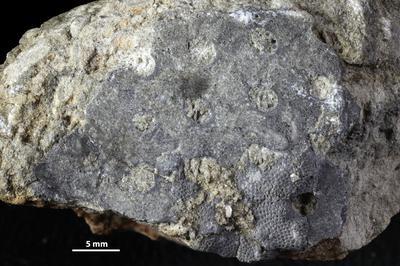 https://files.geocollections.info/large/03/84/03840baa-cea2-42ee-8934-64f279397c92.jpg