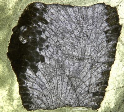 https://files.geocollections.info/large/03/95/0395b442-7f6e-477b-b25f-cabdd1117a63.jpg