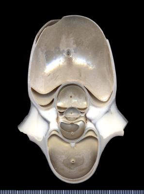 https://files.geocollections.info/large/03/a7/03a7a712-a9c4-4b23-9800-78cebd55a63a.jpg