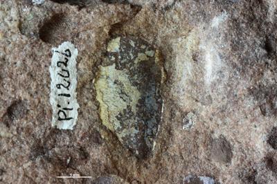 https://files.geocollections.info/large/03/db/03db47d7-db83-4db3-832c-0ff0c3c9cd92.jpg