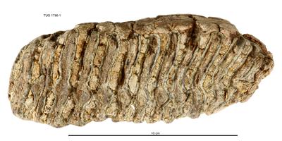 https://files.geocollections.info/large/03/e4/03e4eef7-5434-4e07-9d24-b49e62b763bb.jpg