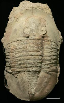 https://files.geocollections.info/large/04/03/040302d0-2ec1-4897-a35f-7ee212a50b49.jpg