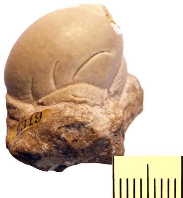 https://files.geocollections.info/large/04/4a/044ad97a-e85b-4cfc-a67b-c4f04c6b4b47.jpg