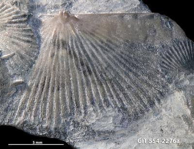 https://files.geocollections.info/large/04/4b/044b2823-5a0a-440d-b156-812e9ac423fb.jpg
