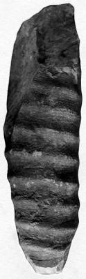 https://files.geocollections.info/large/04/59/04597adf-c072-4ec4-94dc-a9b53bef5fc6.jpg