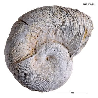 https://files.geocollections.info/large/04/5c/045c902d-ff31-4f18-80d0-08592fce203c.jpg