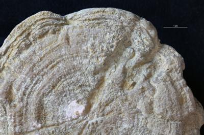 <i></i><br />Lasnamäe quarry,  m, Kukruse Stage