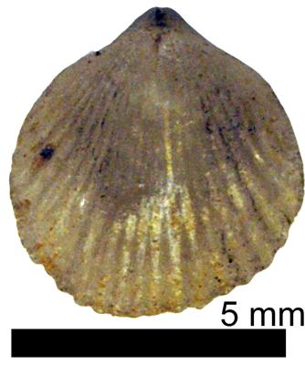 https://files.geocollections.info/large/04/81/048193a1-34cd-4b76-bacc-6774db1f451c.jpg