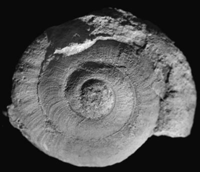 https://files.geocollections.info/large/04/94/04942d11-3163-42aa-bca2-56e070ee14bd.jpg