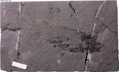https://files.geocollections.info/large/04/95/0495fdfa-c006-4d4d-ac02-f9583cf4bb15.jpg