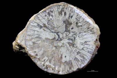 <i></i><br />Hosholm shore,  m, Pirgu Stage