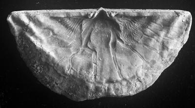 https://files.geocollections.info/large/04/bd/04bdf5ab-df2d-445e-a716-2e8cf78b9ec9.jpg