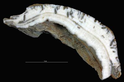 <i></i><br />Hosholm shore,  m, Pirgu Stage