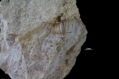 https://files.geocollections.info/large/05/01/05015ffc-8e9f-4b81-8bc6-df14085d7376.jpg