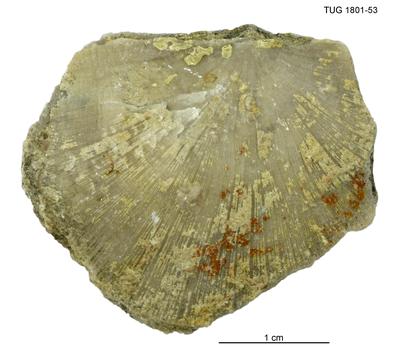 https://files.geocollections.info/large/05/37/05379fd9-c115-490d-95c7-f336388ab2c0.jpg