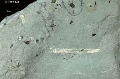 https://files.geocollections.info/large/05/6d/056d794f-2600-4442-bdbf-c7610c0aa80b.jpg