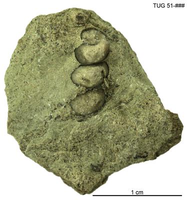 https://files.geocollections.info/large/05/80/05806f0a-1d5a-415e-a4ab-4b3f2e7b1057.jpg
