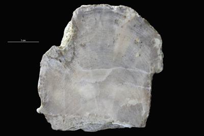 <i>Sanctum? isp.</i><br />Aseri cliff,  m, Kunda Stage