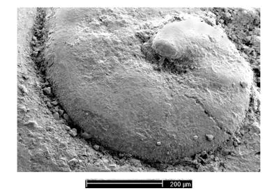 https://files.geocollections.info/large/05/99/05998987-180d-44ae-8390-2eb946c0f371.jpg