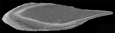 https://files.geocollections.info/large/05/a8/05a877f3-f7f0-4d85-8ad9-c6540facbd1a.jpg