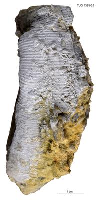 https://files.geocollections.info/large/05/ae/05ae1586-c5f8-4a67-b5ec-76cde096ed91.jpg