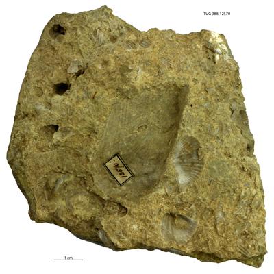 https://files.geocollections.info/large/05/b0/05b070b2-4bba-4c33-870e-ef955b82b6f6.jpg