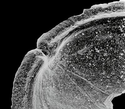 https://files.geocollections.info/large/05/d4/05d4ac15-17db-44d3-bc46-7fcb4500e2ab.jpg
