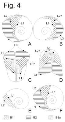 https://files.geocollections.info/large/05/e8/05e8f614-03f4-45ae-9a89-d552b4df54ce.jpg