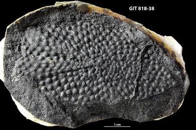 https://files.geocollections.info/large/05/f3/05f3b4f4-552d-44c2-adb6-1af0461b408a.jpg