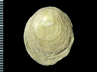 https://files.geocollections.info/large/05/fe/05fe0a36-f822-4747-9d89-2d2bda0ae197.jpg