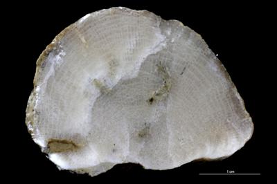 <i>Sanctum? isp.</i><br />,  m, Lasnamägi Stage