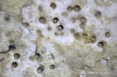 <i>Trypanites? isp.</i><br />Viita trench,  m, Rootsiküla Stage