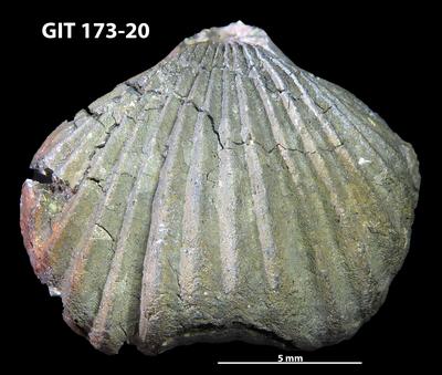https://files.geocollections.info/large/06/20/0620314b-8680-473e-97ec-af34242bb337.jpg