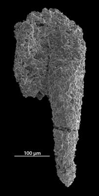 https://files.geocollections.info/large/06/26/0626a56b-7c64-4b5a-9fbf-9e7d13bbde26.jpg